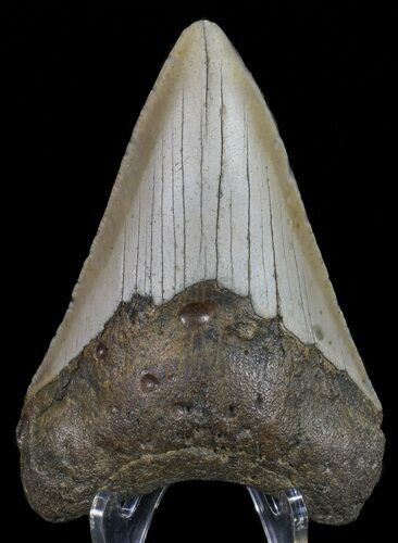 Megalodon Tooth - North Carolina #67142
